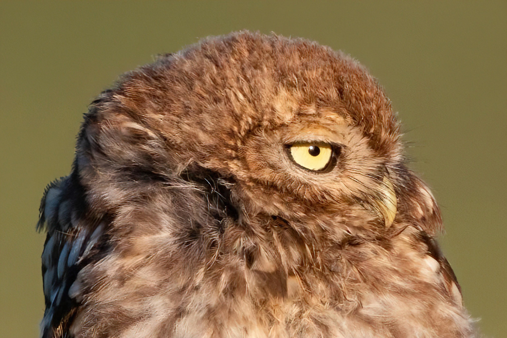 Little Owl ⒸArthur Cicada 2022