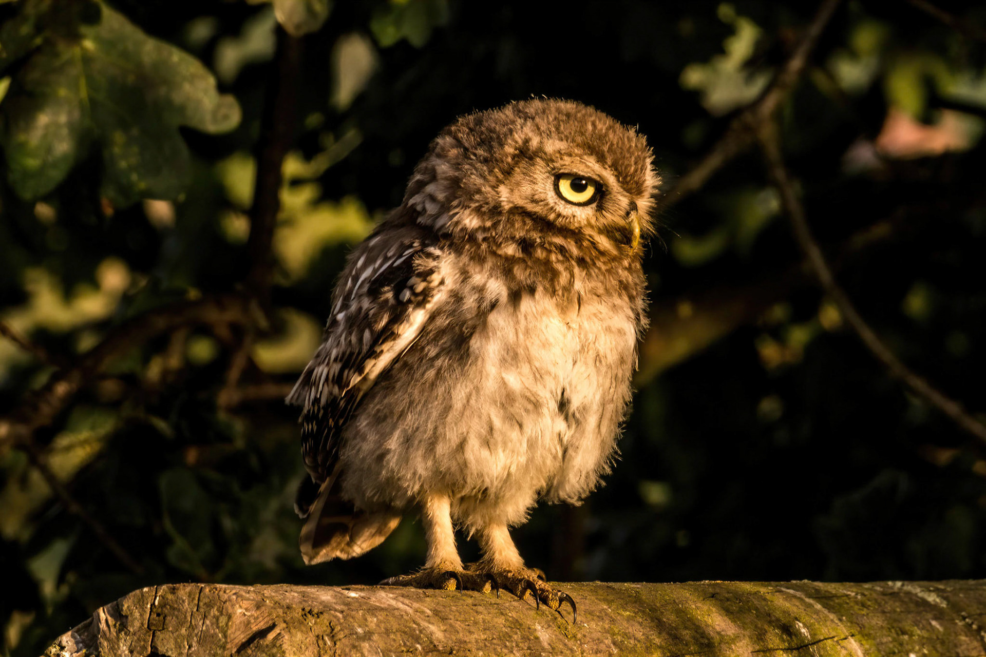 Little Owl ⒸArthur Cicada 2022