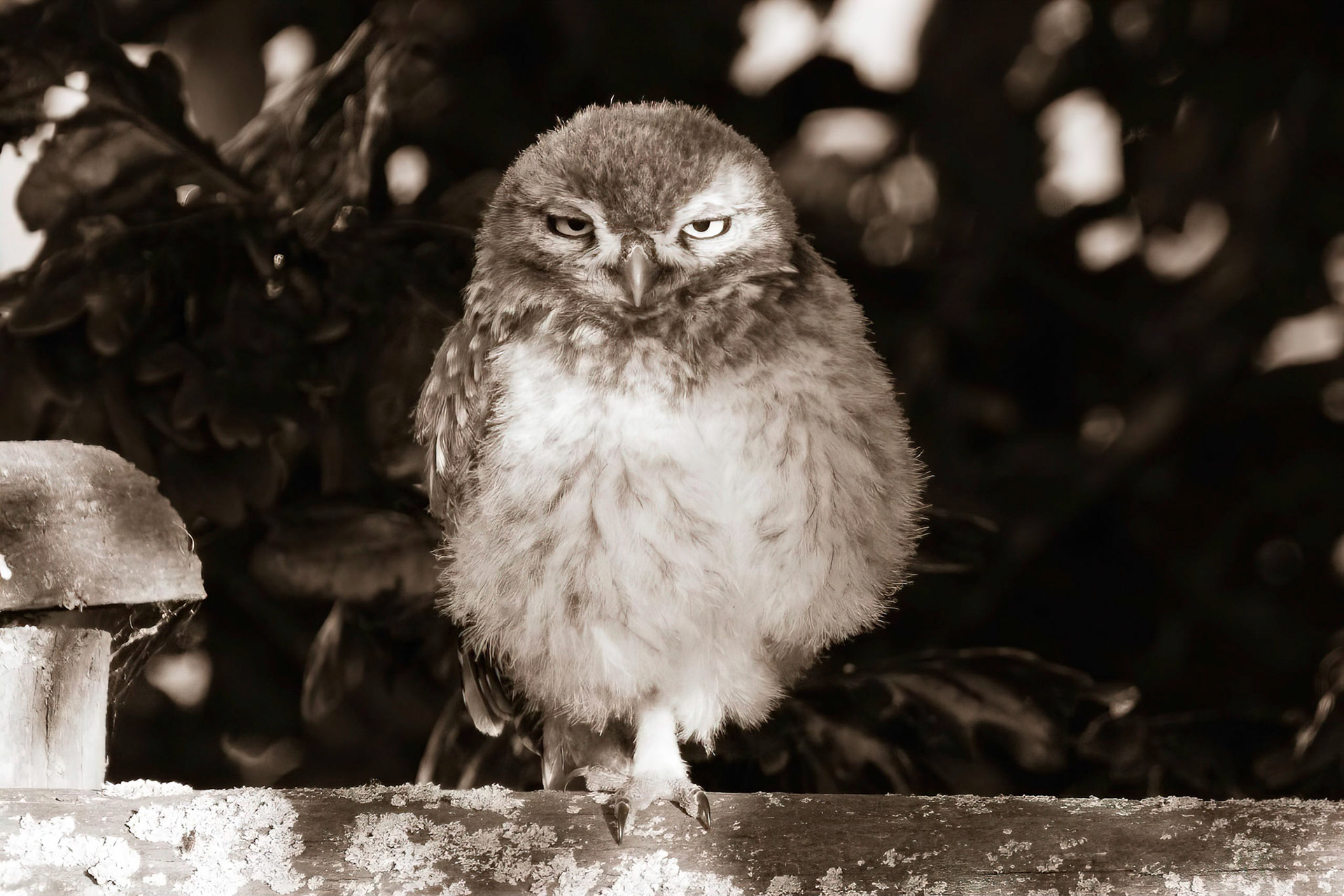 Little Owl ⒸArthur Cicada 2022