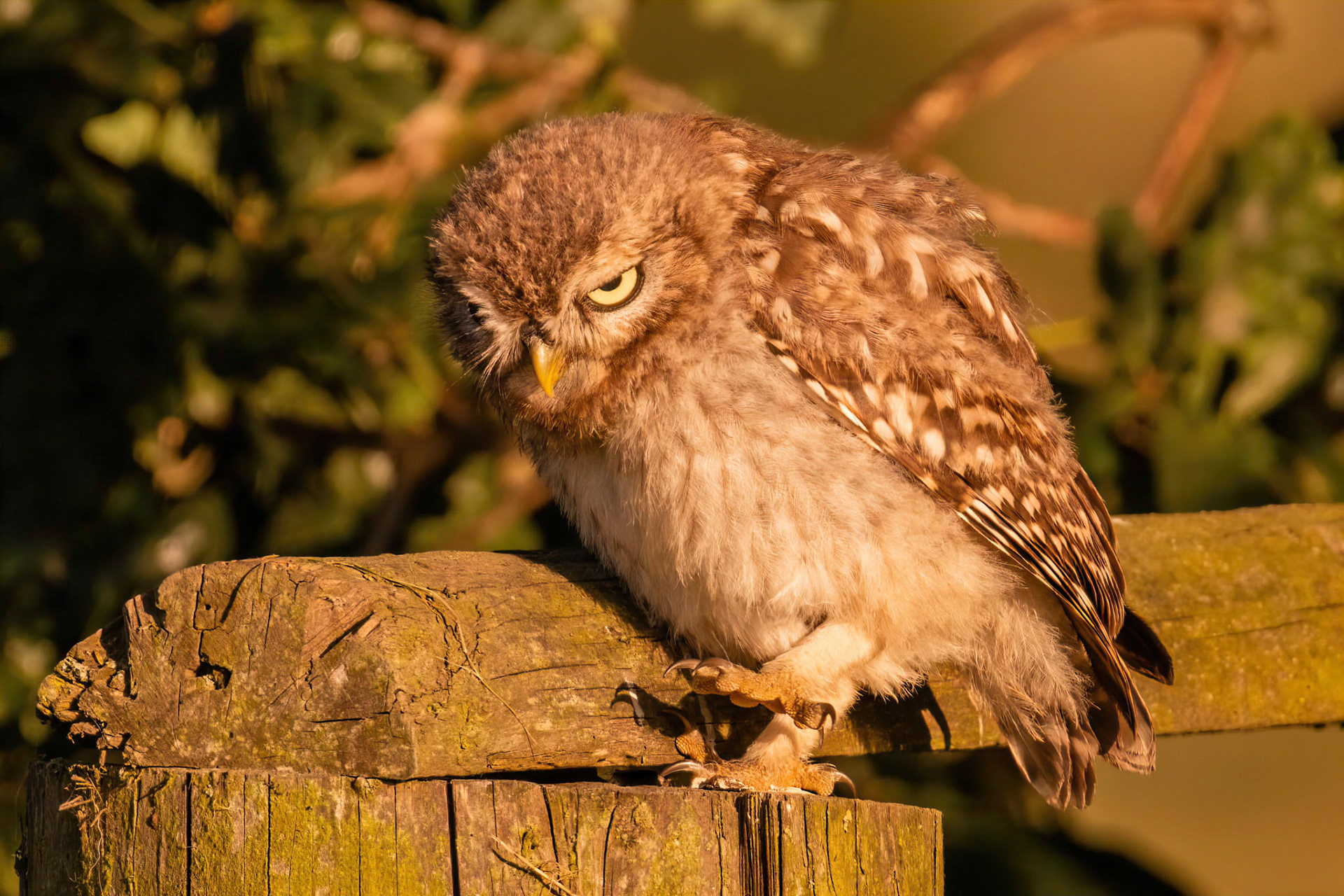 Little Owl ⒸArthur Cicada 2022
