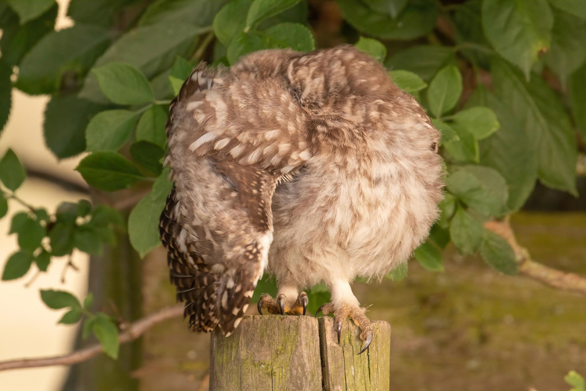 Little Owl ⒸArthur Cicada 2022