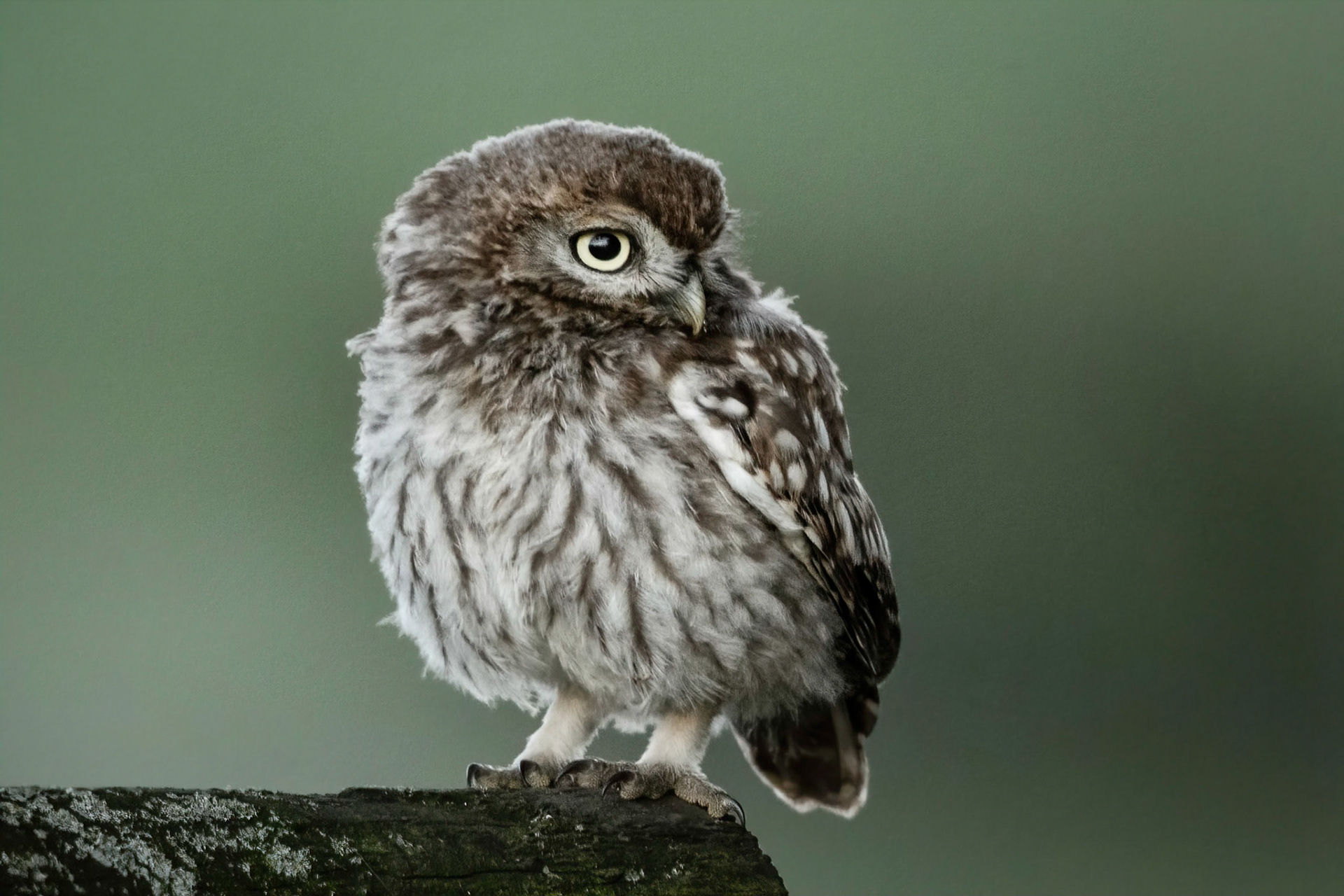 Little Owl ⒸArthur Cicada 2022