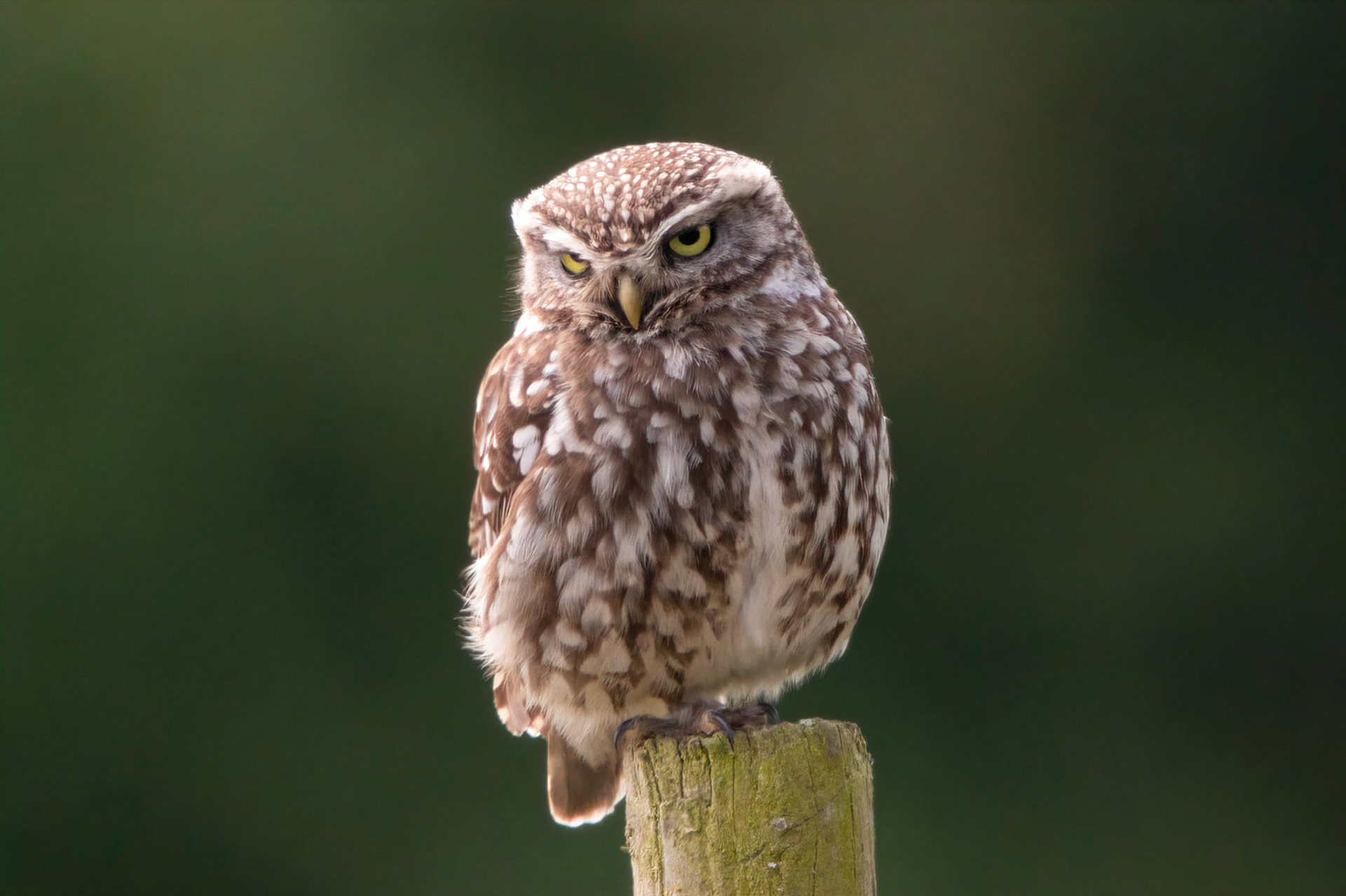 Little Owl ⒸArthur Cicada 2022