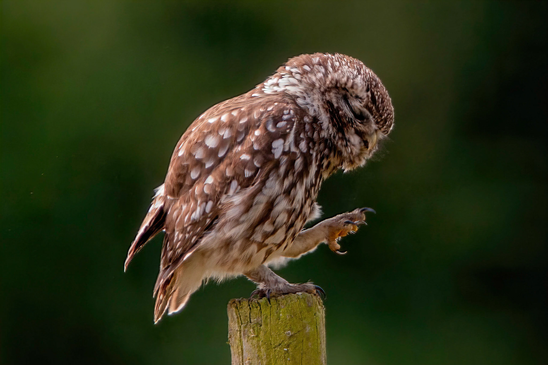 Little Owl ⒸArthur Cicada 2022