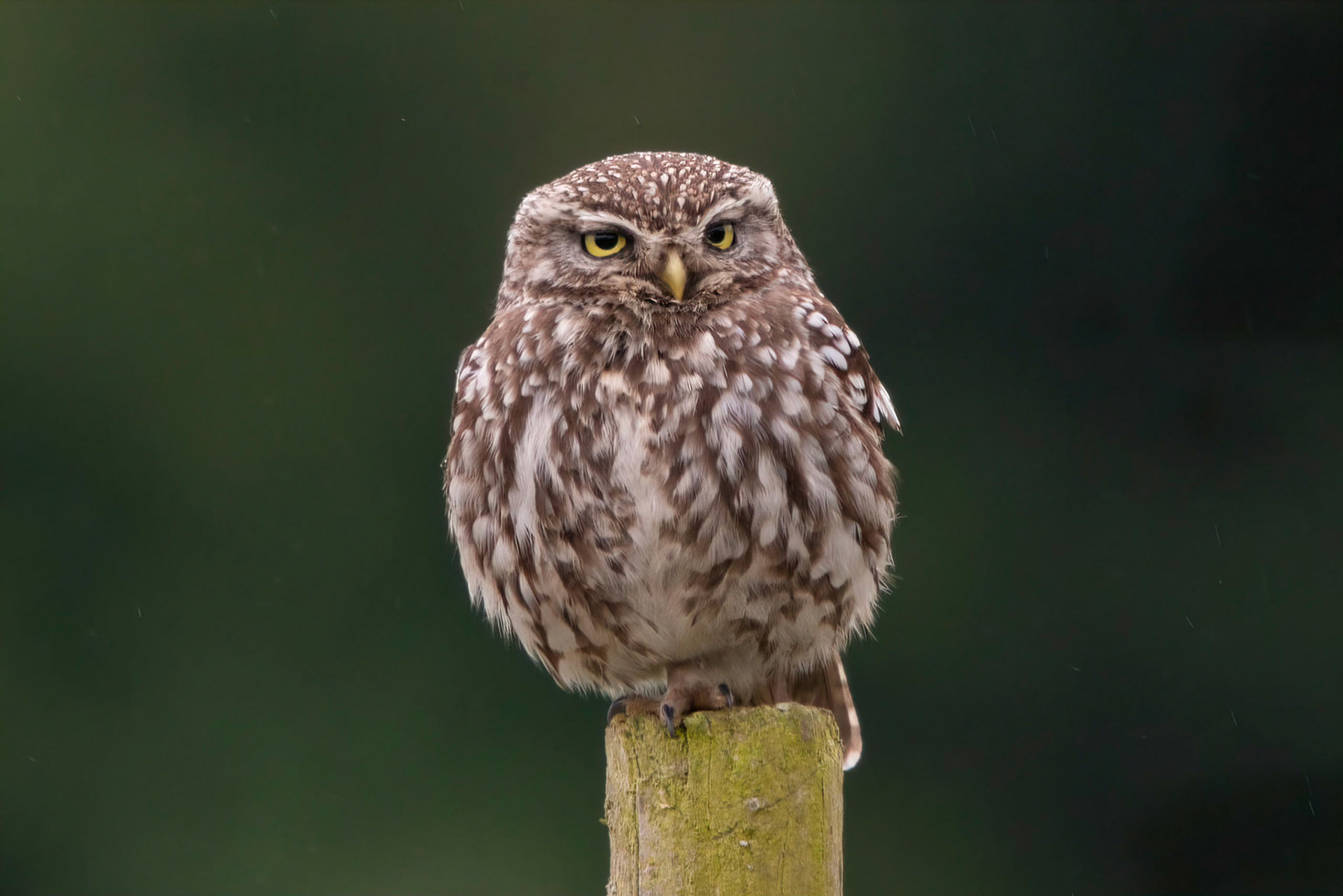 Little Owl ⒸArthur Cicada 2022