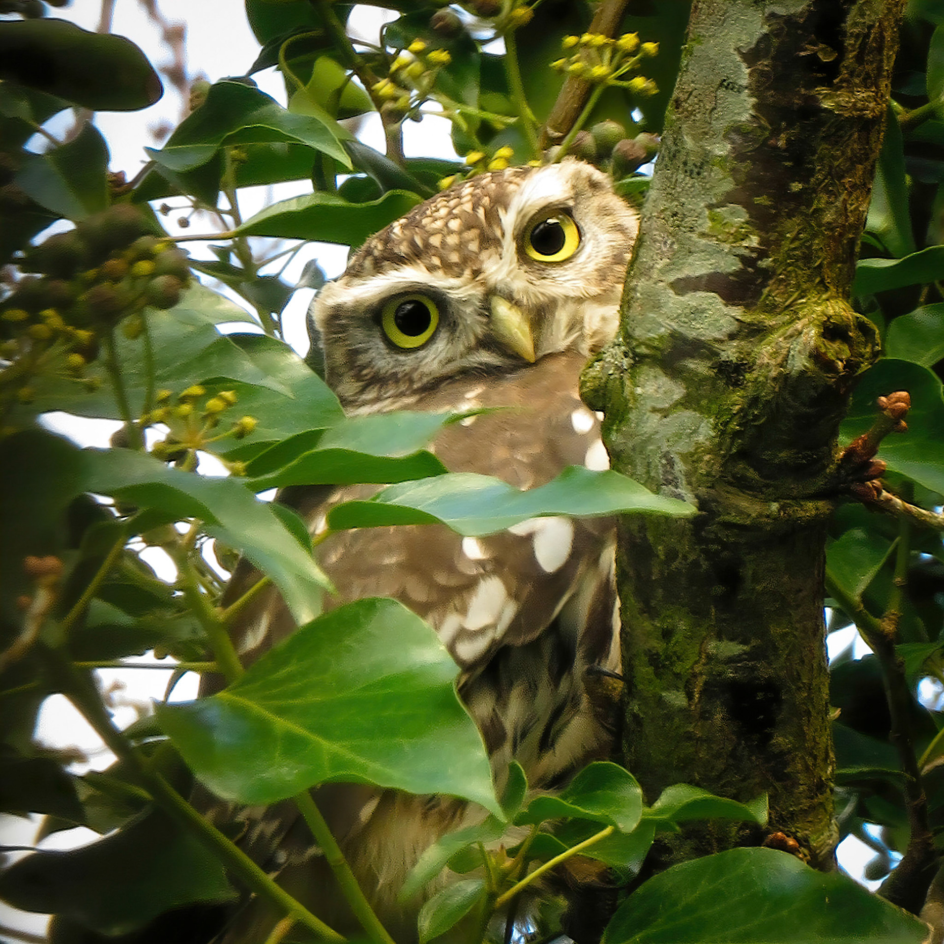 Little Owl ⒸArthur Cicada 2022