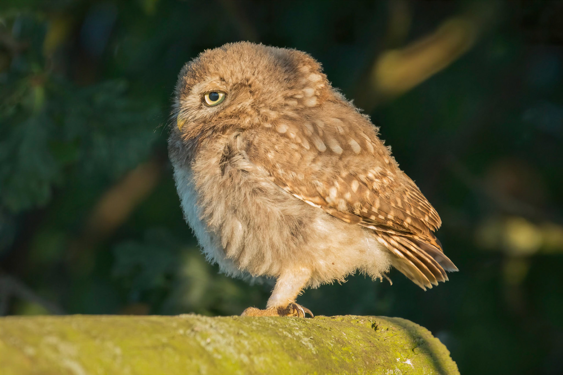 Little Owl ⒸArthur Cicada 2022