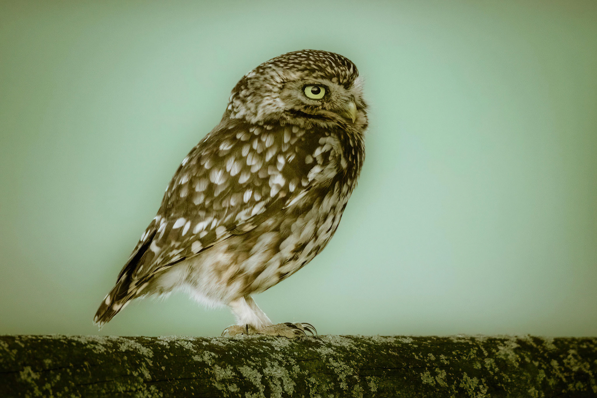 Little Owl ⒸArthur Cicada 2022