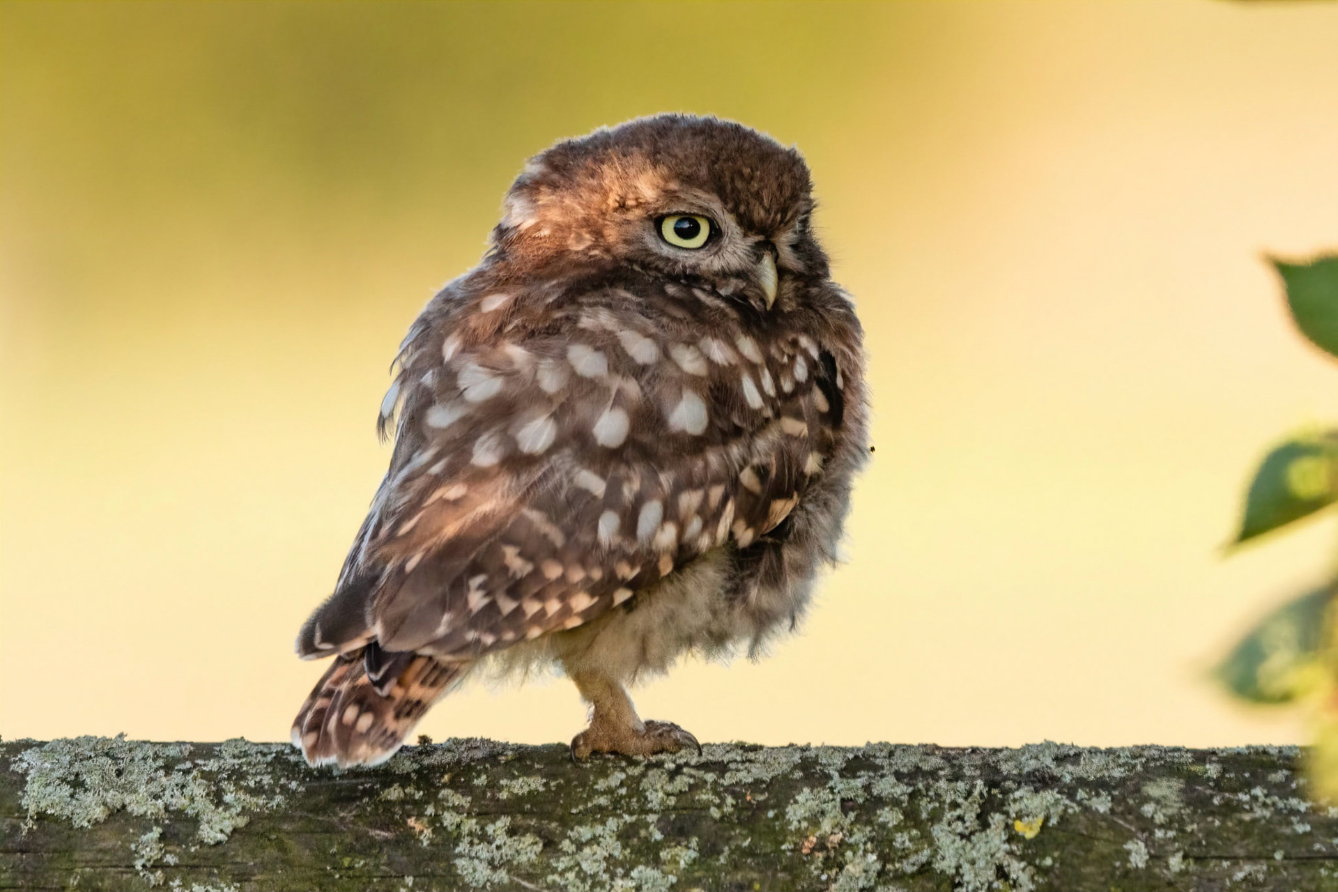 Little Owl ⒸArthur Cicada 2022