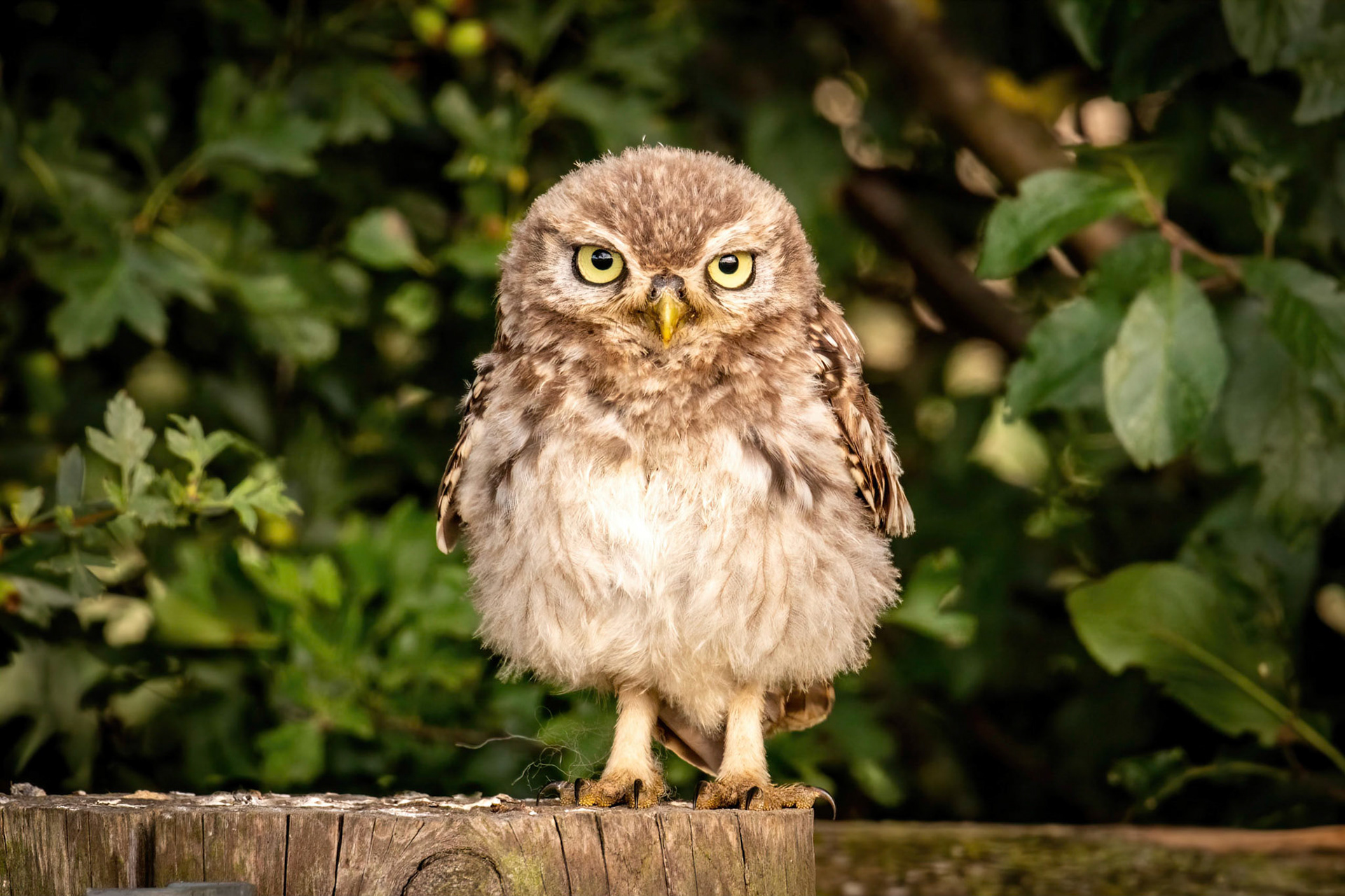 Little Owl ⒸArthur Cicada 2022