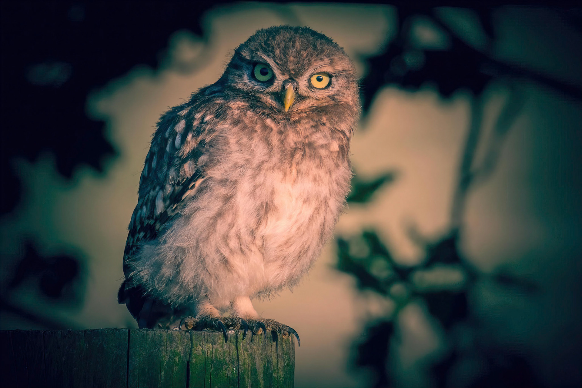Little Owl ⒸArthur Cicada 2022