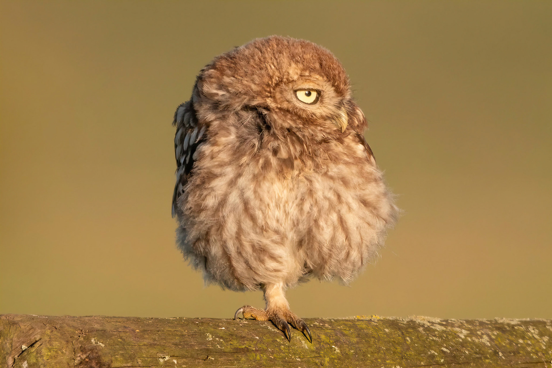 Little Owl ⒸArthur Cicada 2022