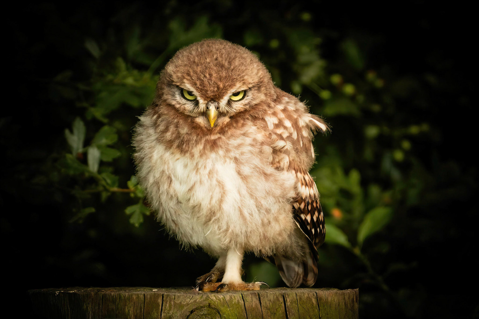 Little Owl ⒸArthur Cicada 2022