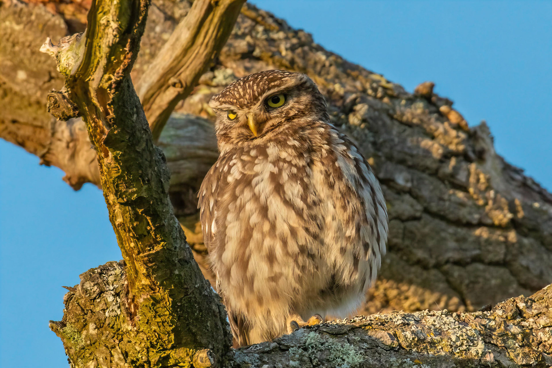Little Owl ⒸArthur Cicada 2022