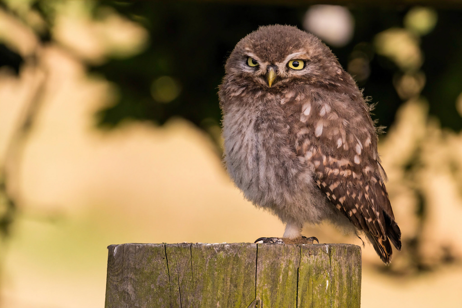 Little Owl ⒸArthur Cicada 2022