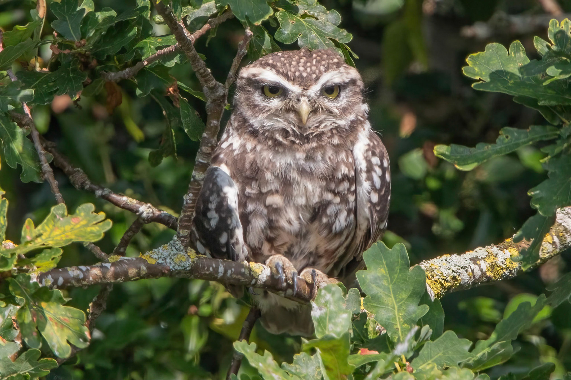 Little Owl ⒸArthur Cicada 2022