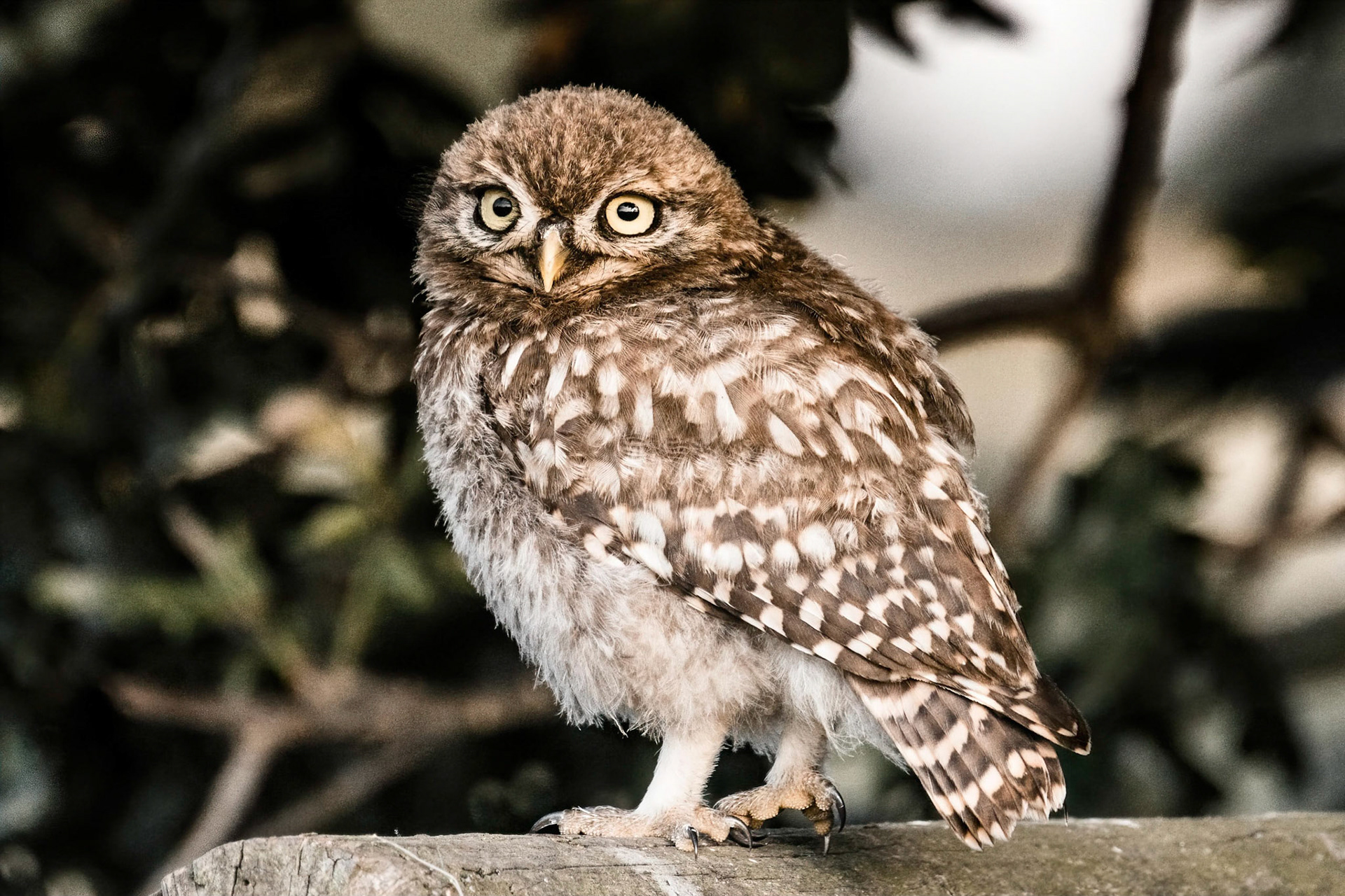Little Owl ⒸArthur Cicada 2022