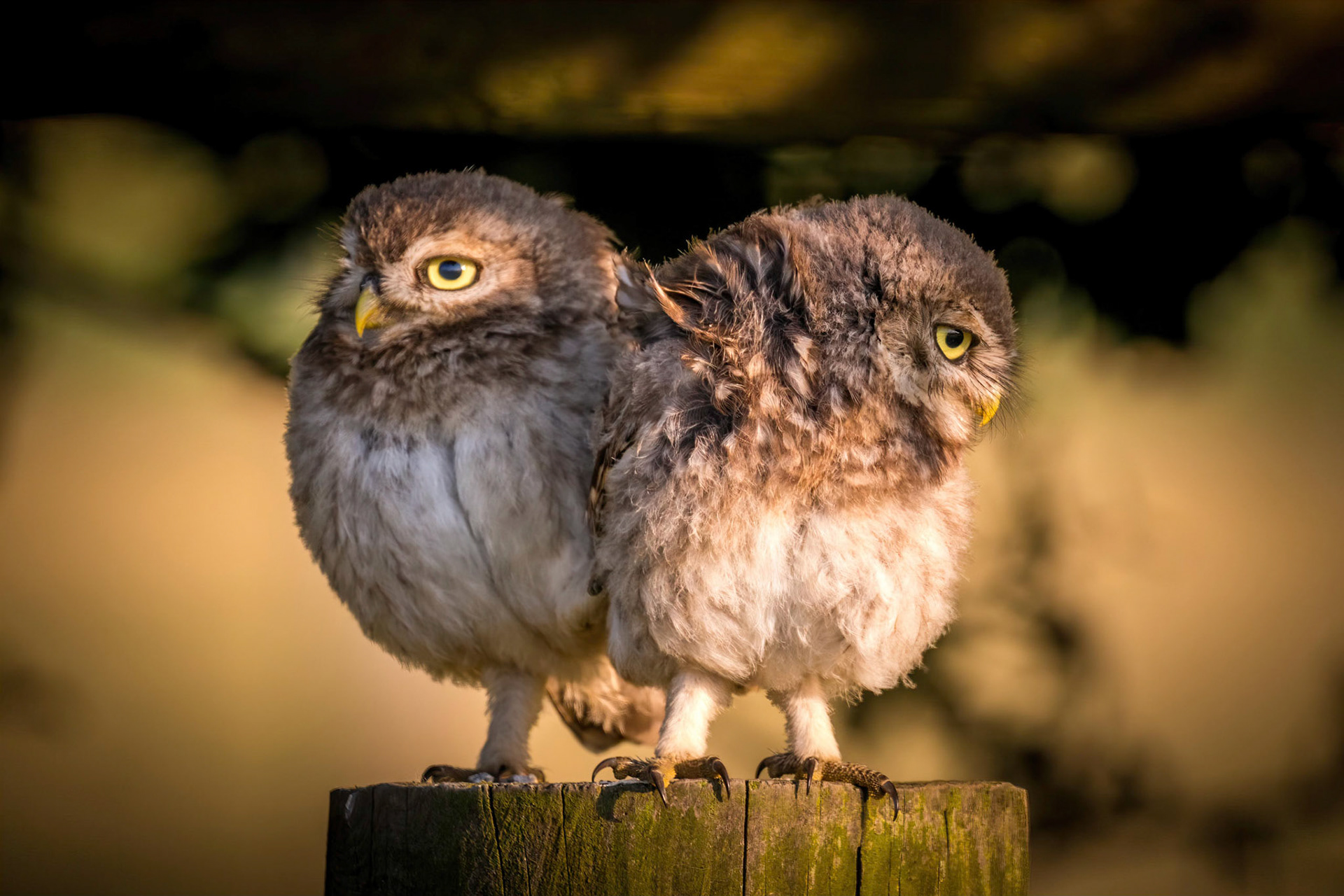 Little Owl ⒸArthur Cicada 2022