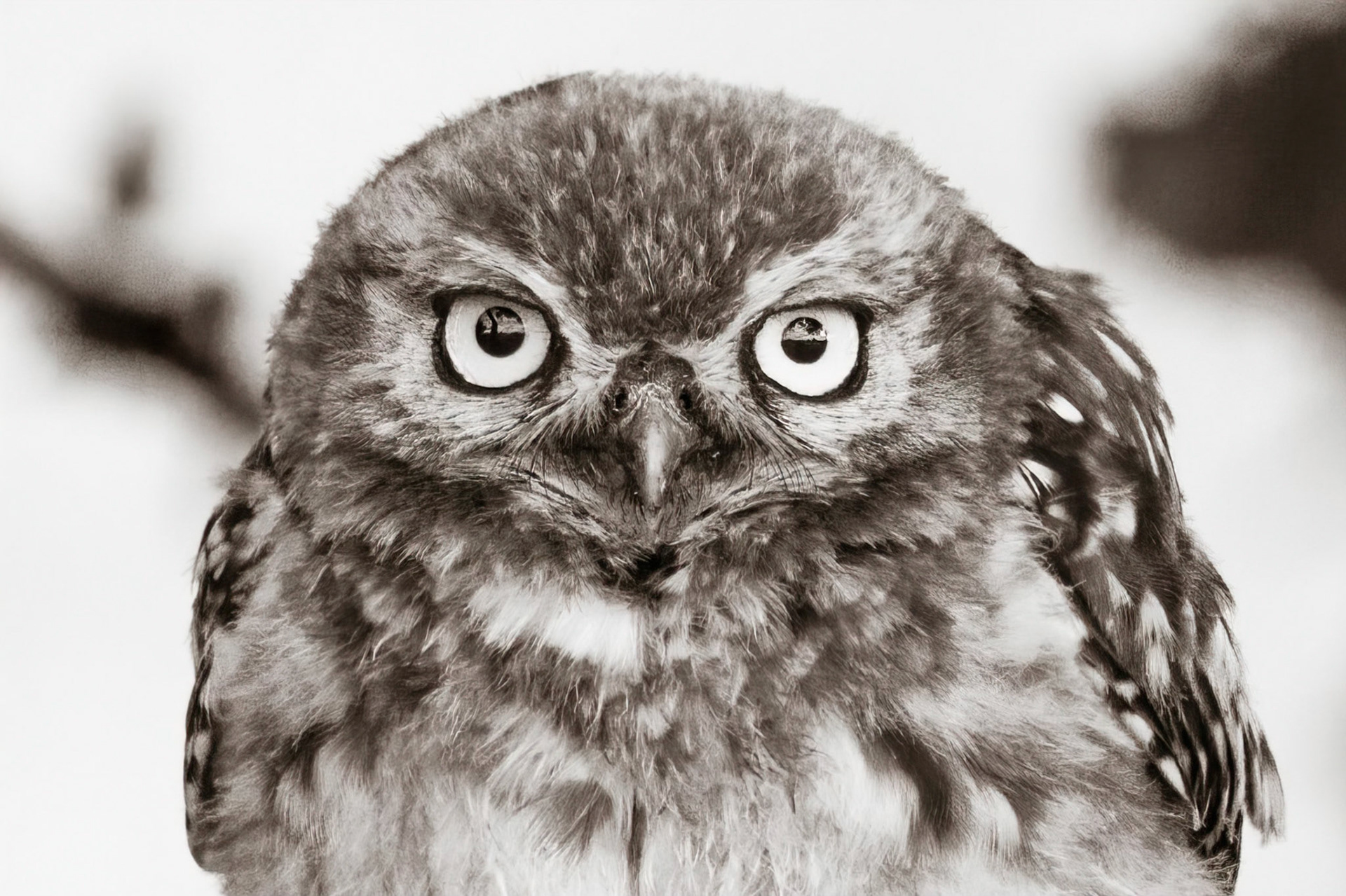 Little Owl ⒸArthur Cicada 2022