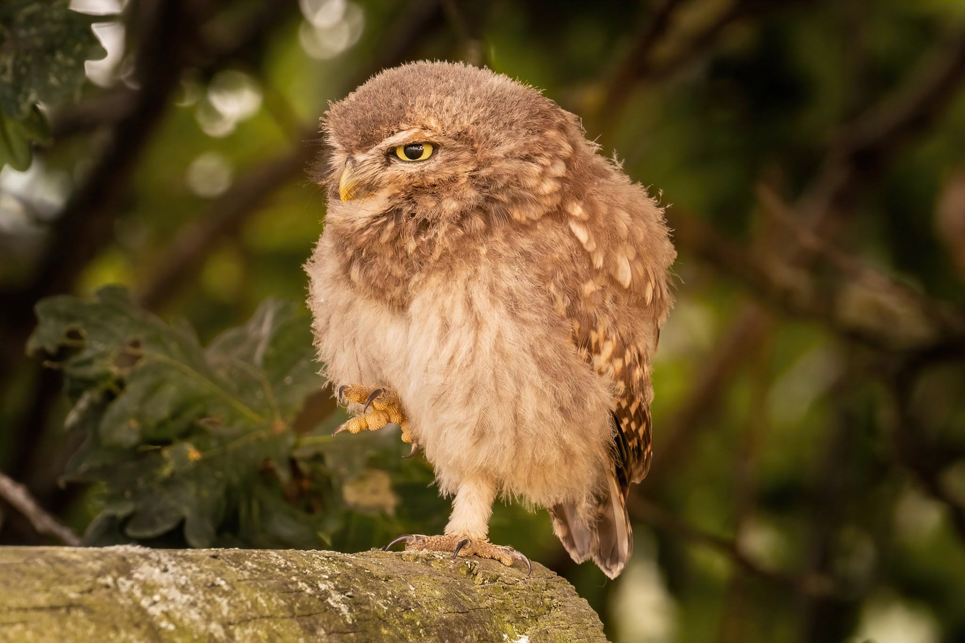 Little Owl ⒸArthur Cicada 2022