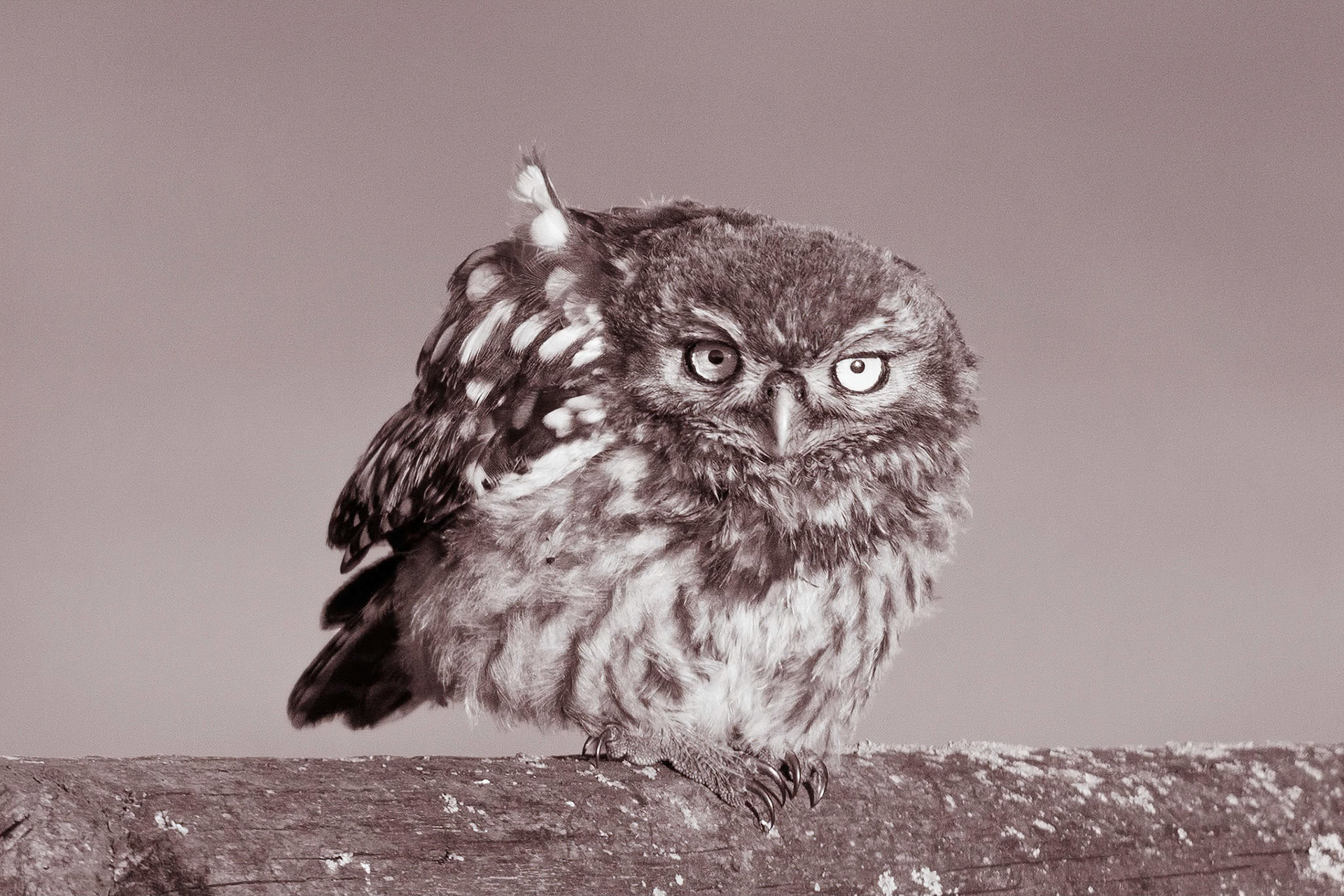 Little Owl ⒸArthur Cicada 2022