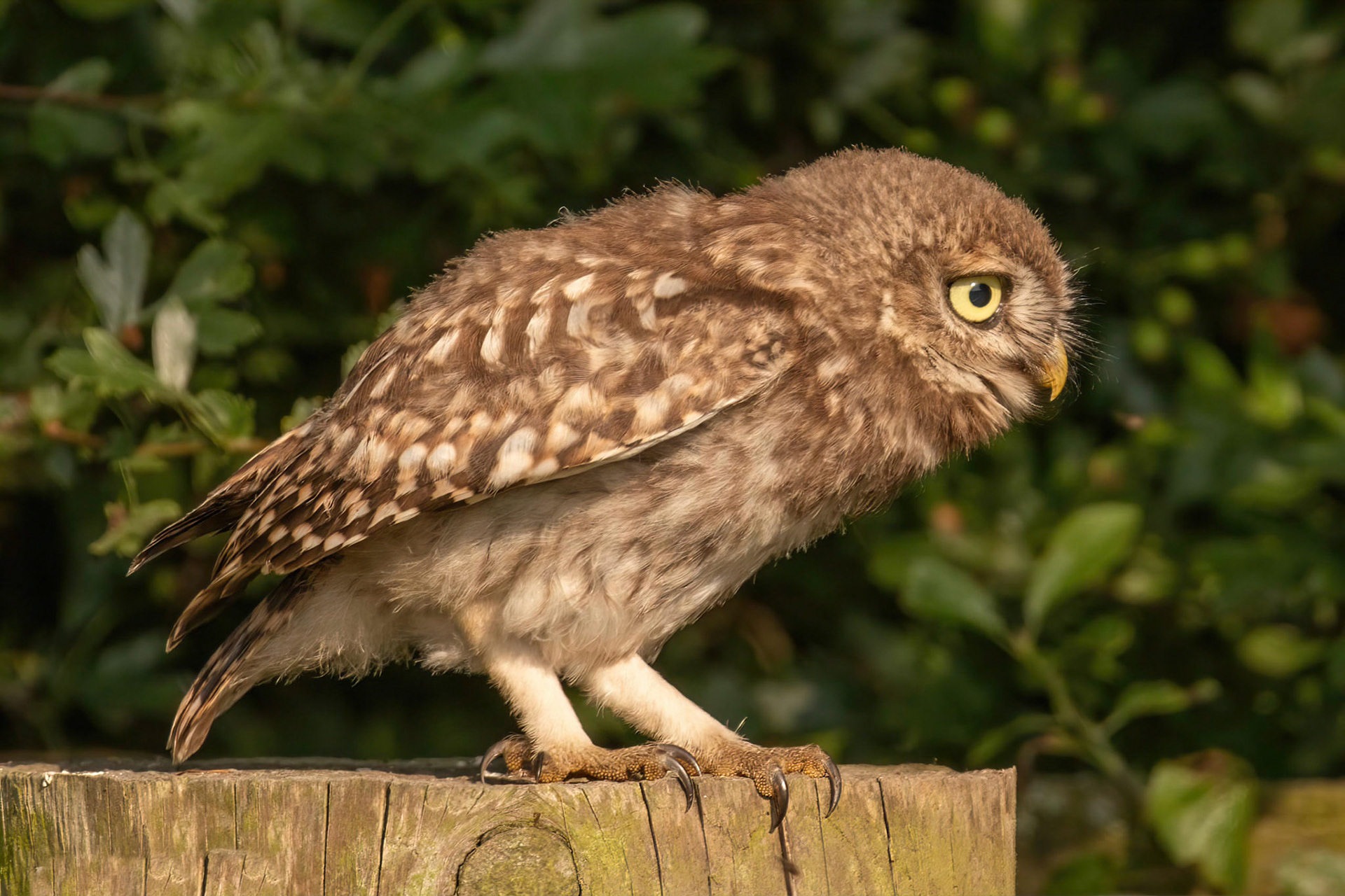 Little Owl ⒸArthur Cicada 2022