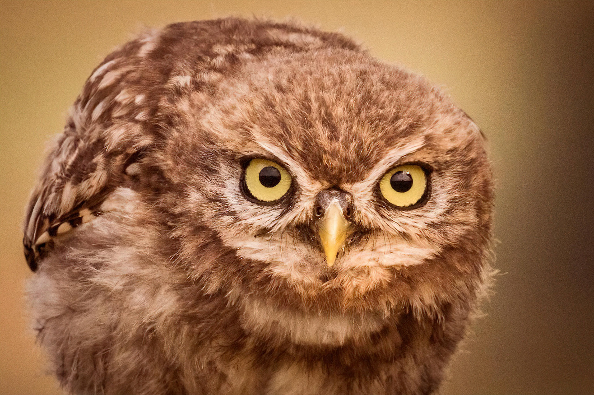 Little Owl ⒸArthur Cicada 2022