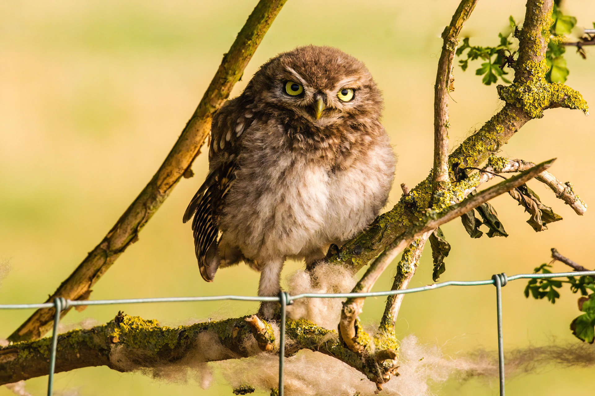 Little Owl ⒸArthur Cicada 2022