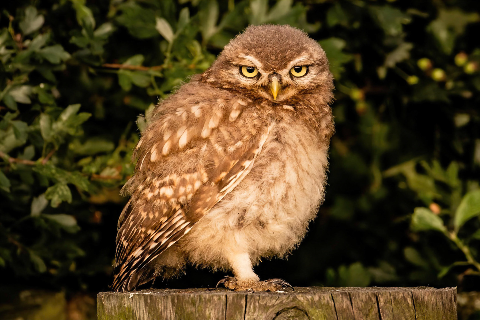 Little Owl ⒸArthur Cicada 2022