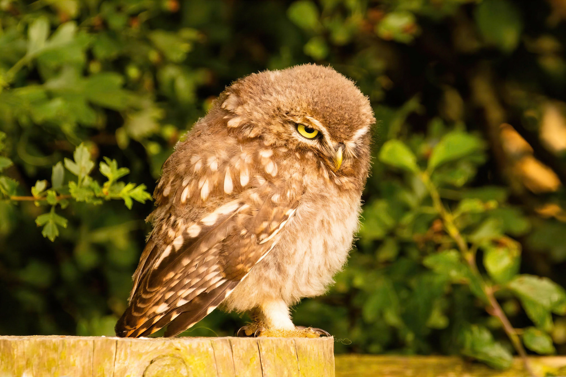 Little Owl ⒸArthur Cicada 2022