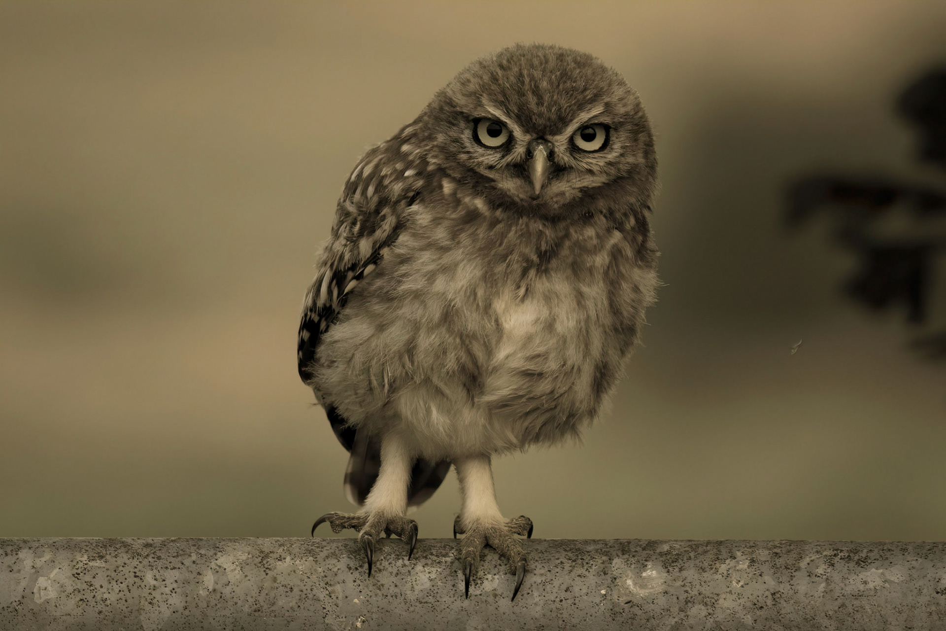 Little Owl ⒸArthur Cicada 2022