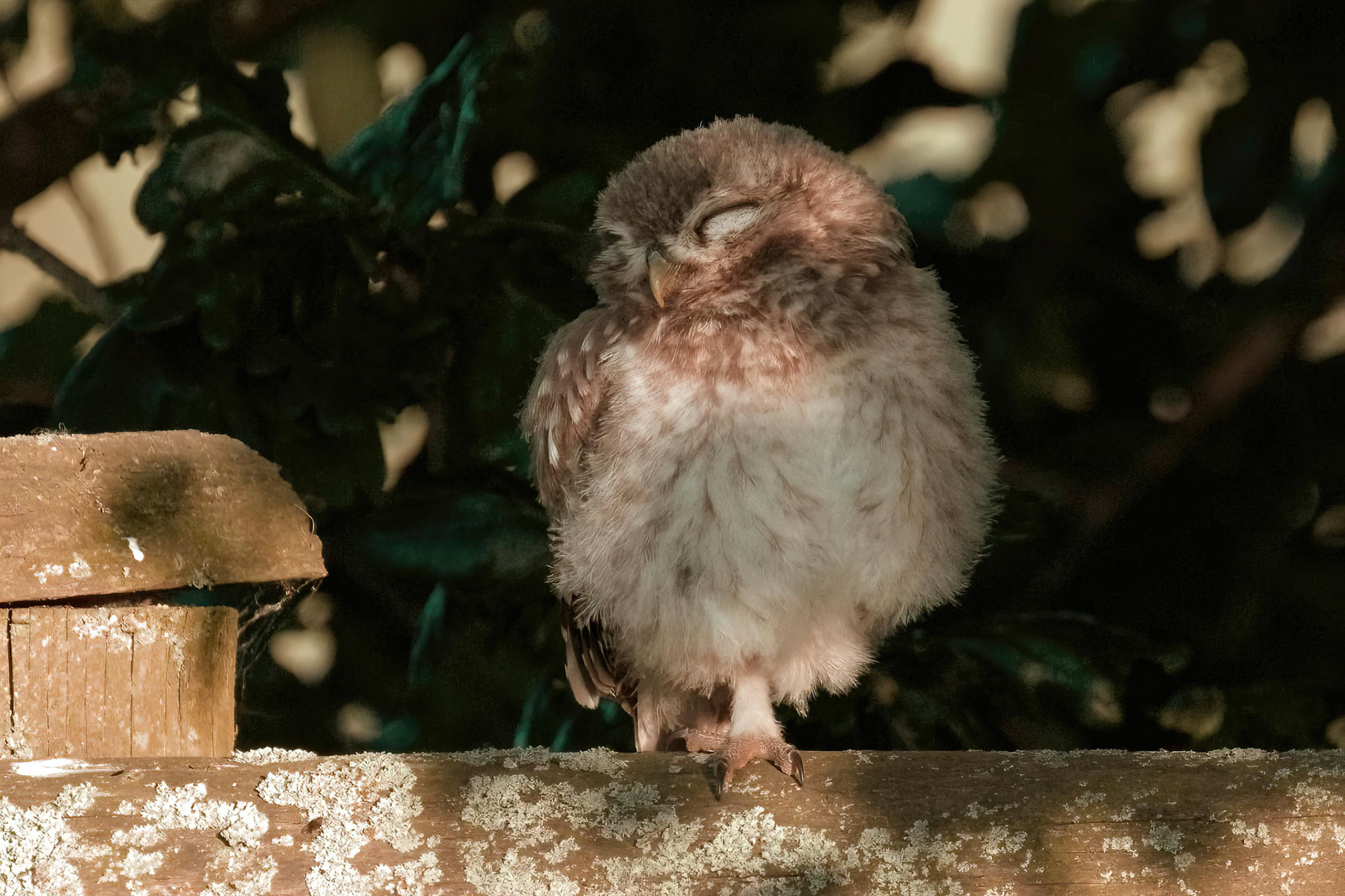 Little Owl ⒸArthur Cicada 2022