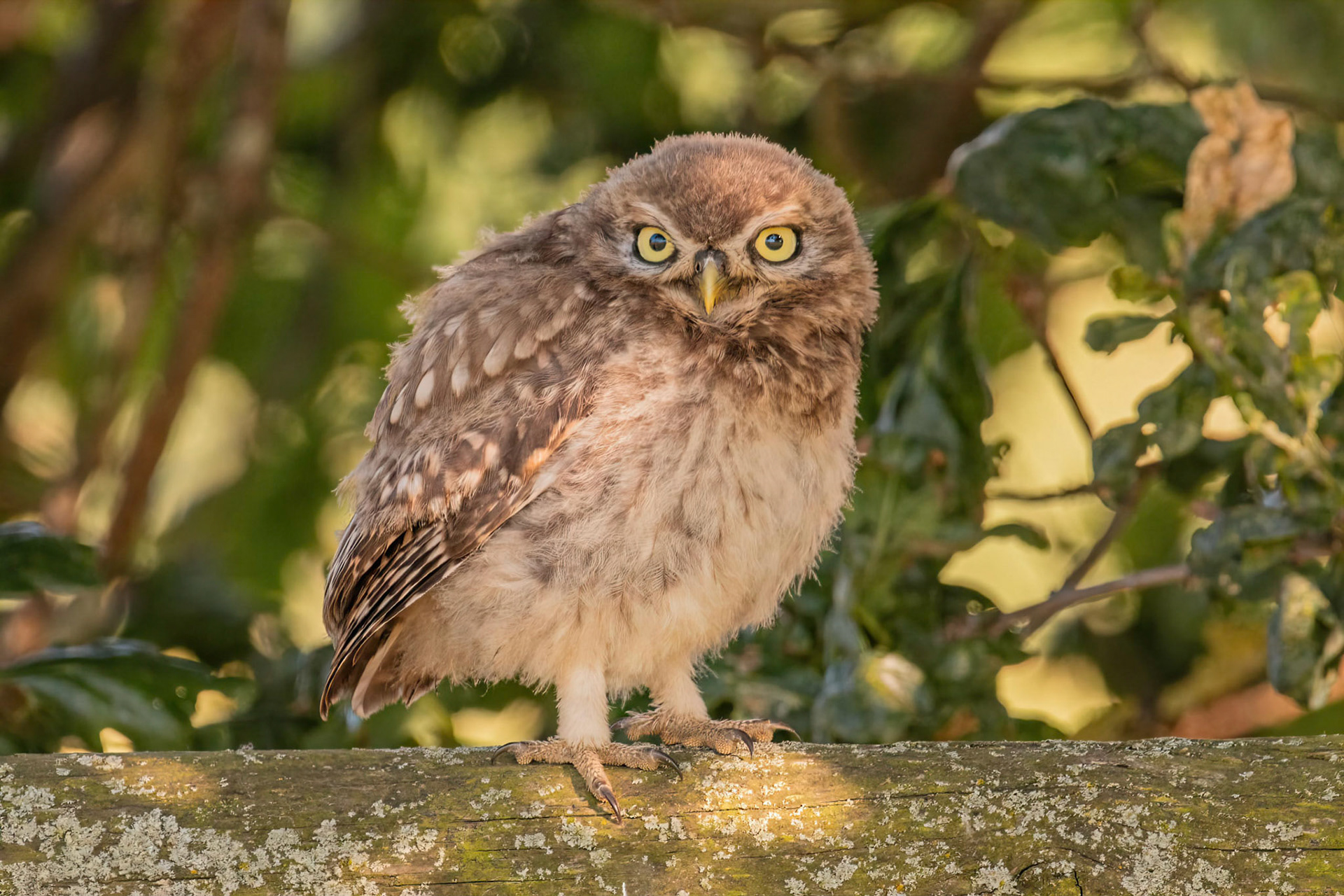 Little Owl ⒸArthur Cicada 2022