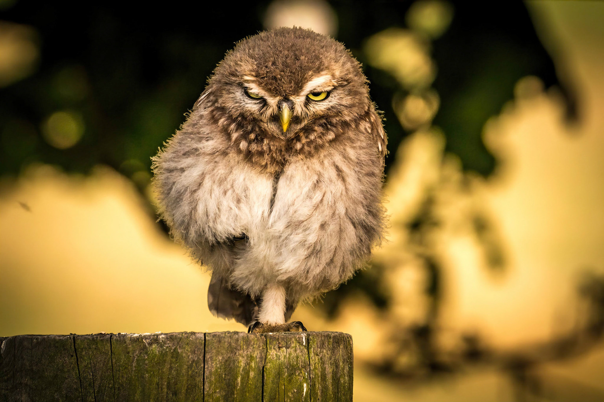 Little Owl ⒸArthur Cicada 2022