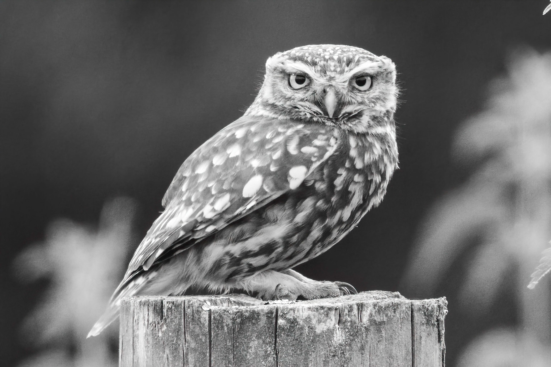 Little Owl ⒸArthur Cicada 2022