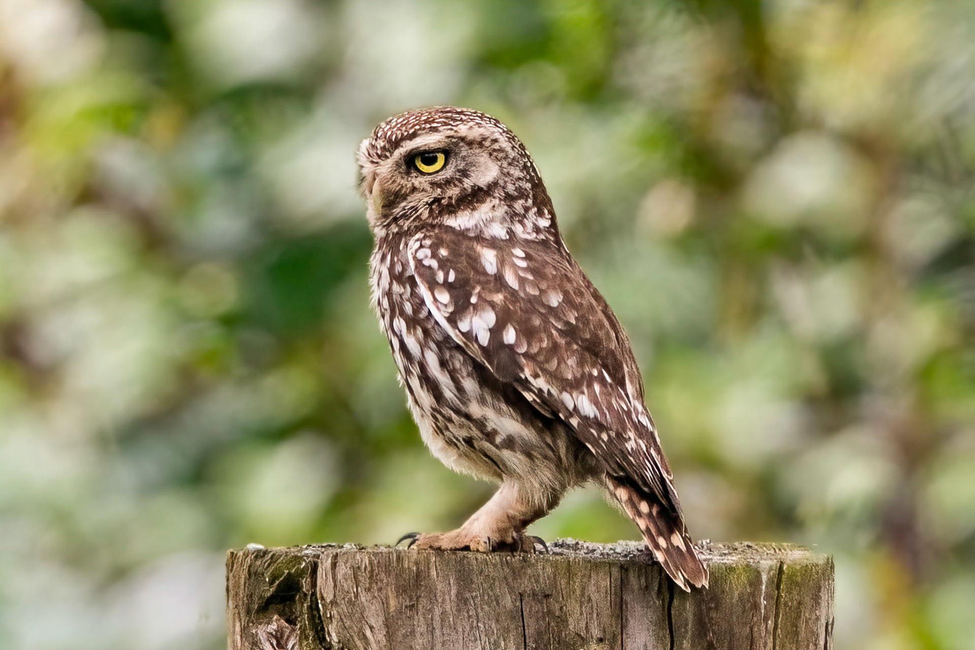 Little Owl ⒸArthur Cicada 2022