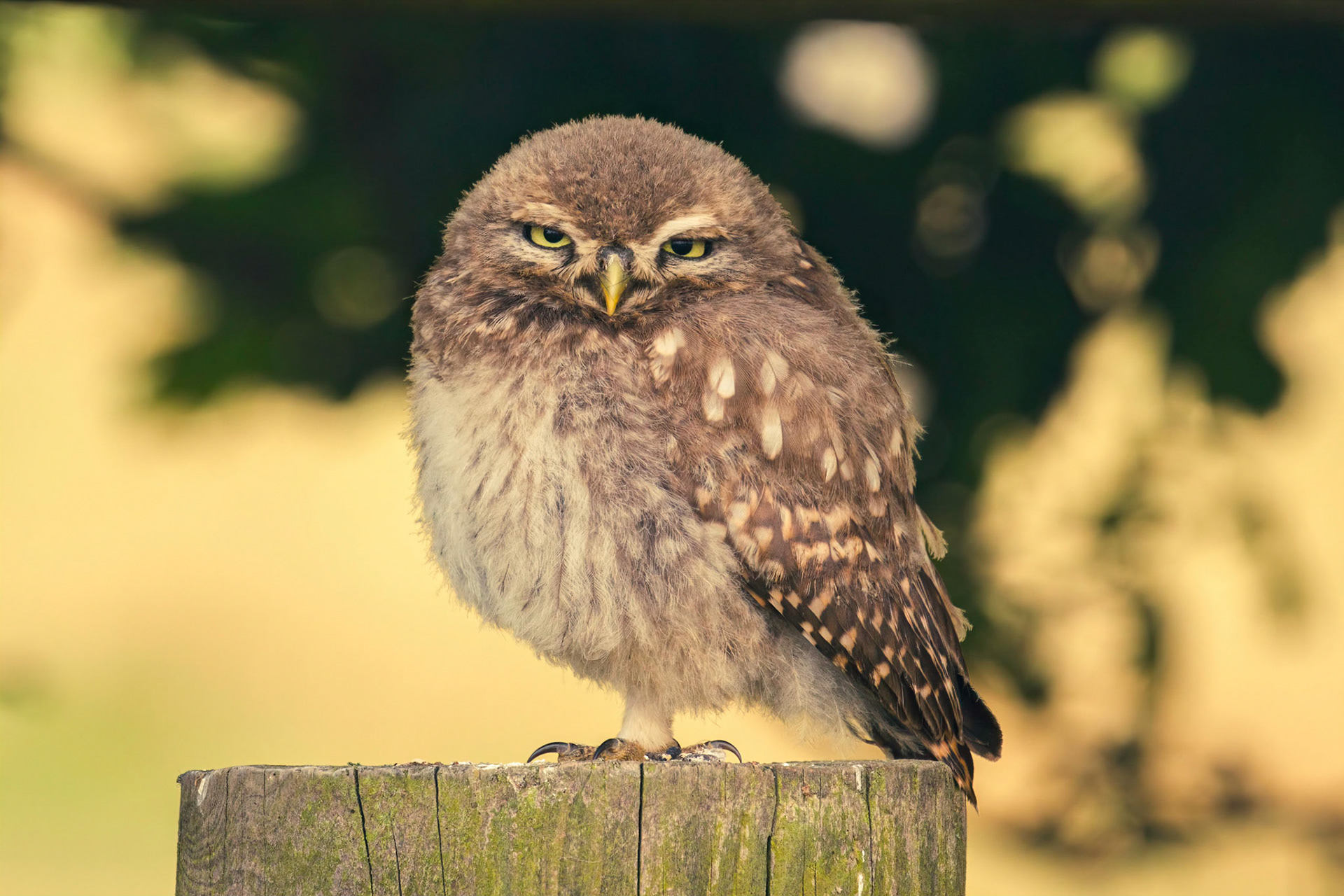 Little Owl ⒸArthur Cicada 2022