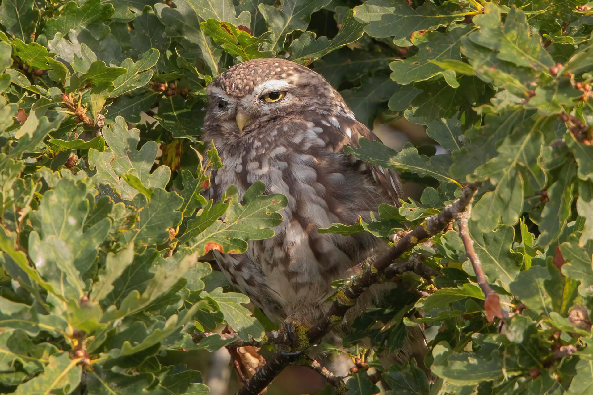 Little Owl ⒸArthur Cicada 2022