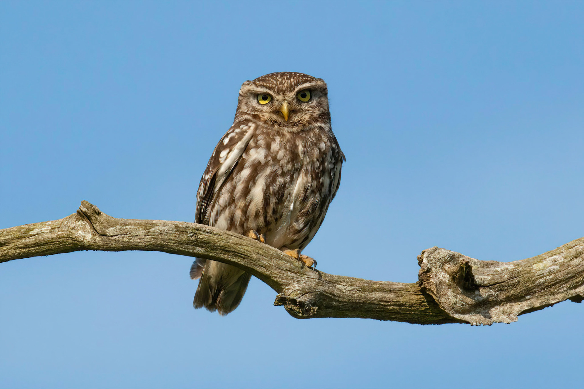 Little Owl ⒸArthur Cicada 2022