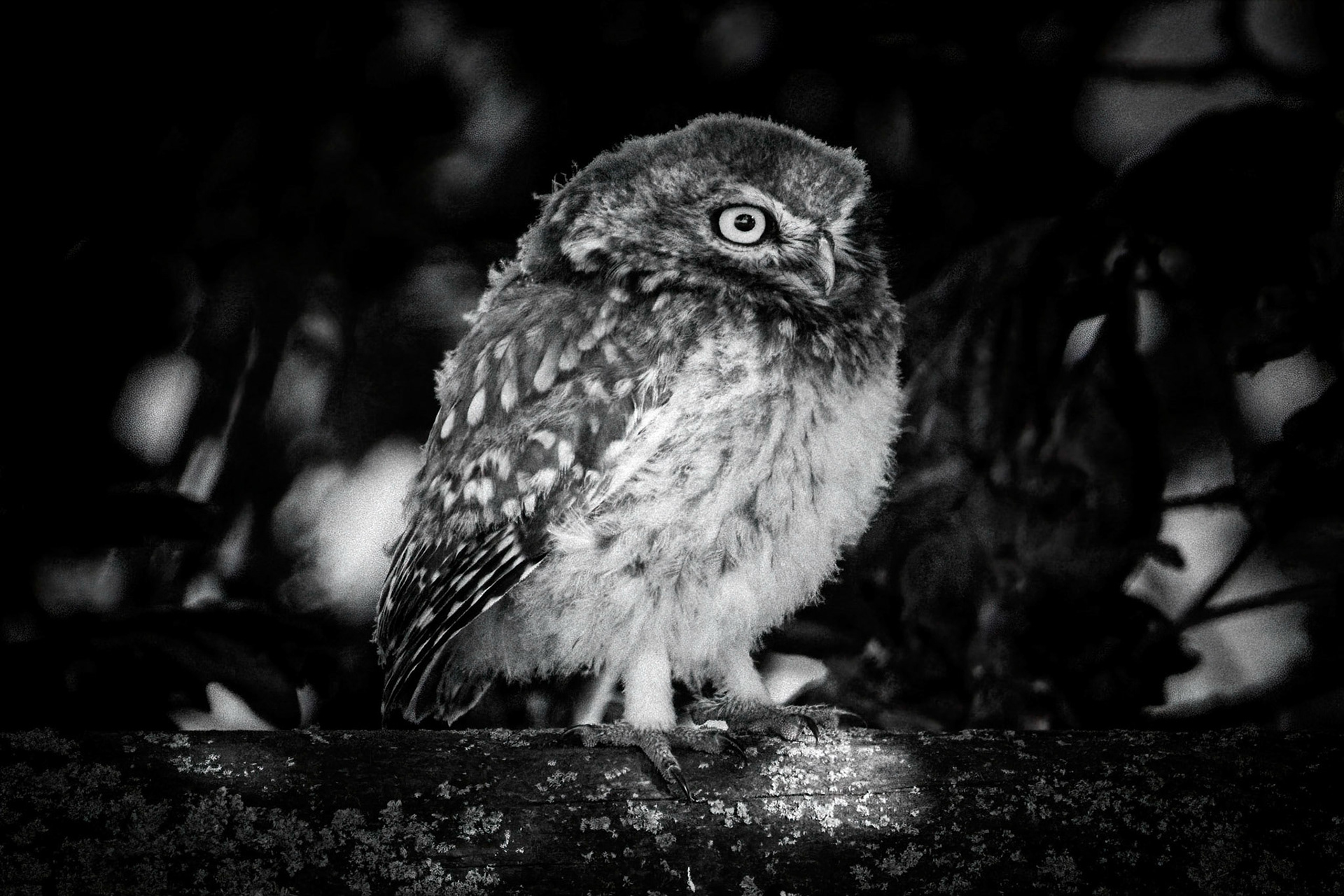 Little Owl ⒸArthur Cicada 2022
