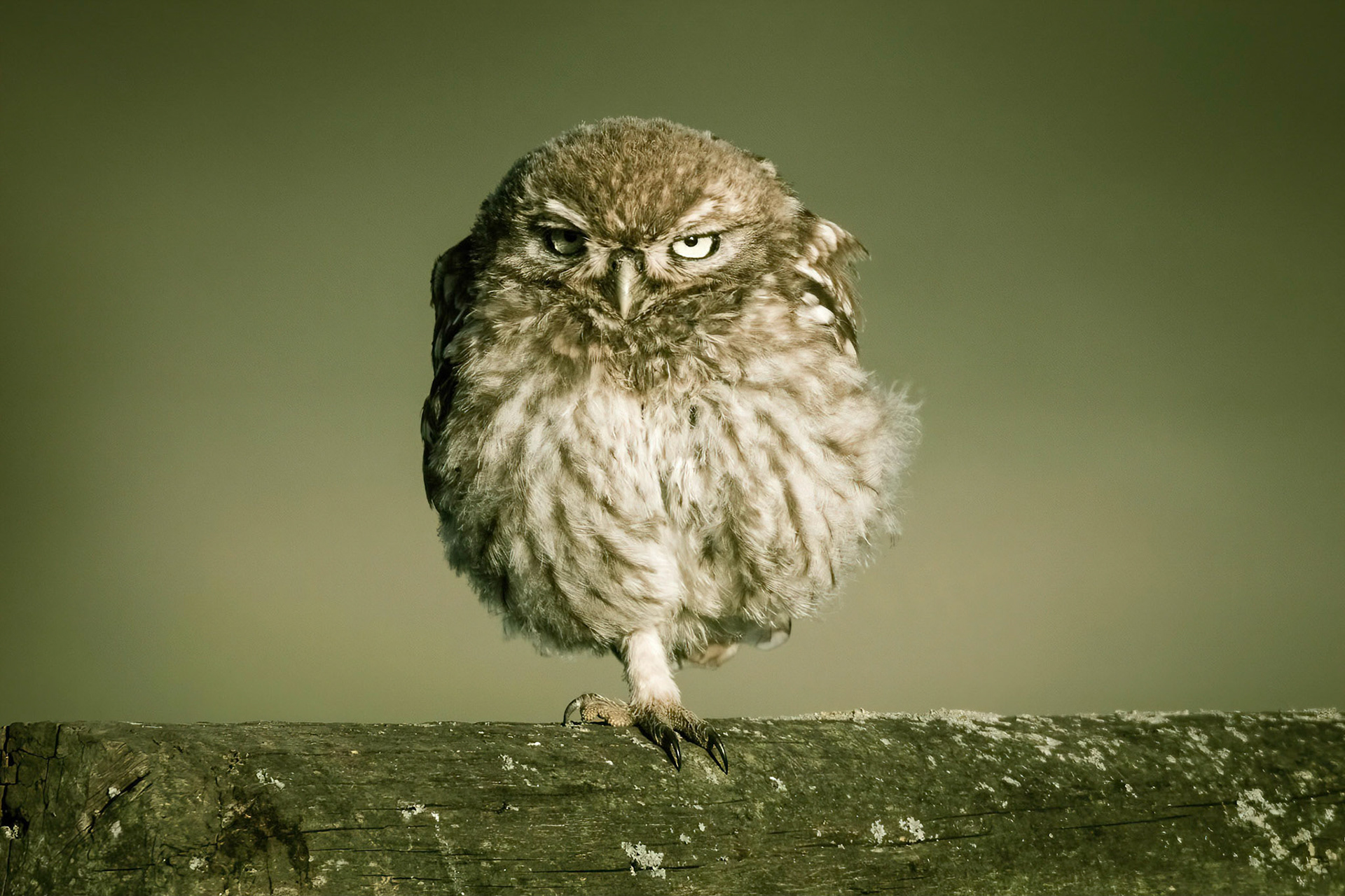 Little Owl ⒸArthur Cicada 2022