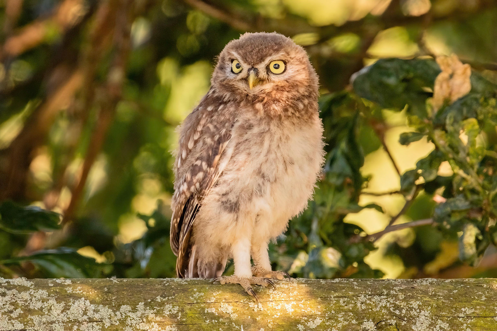 Little Owl ⒸArthur Cicada 2022