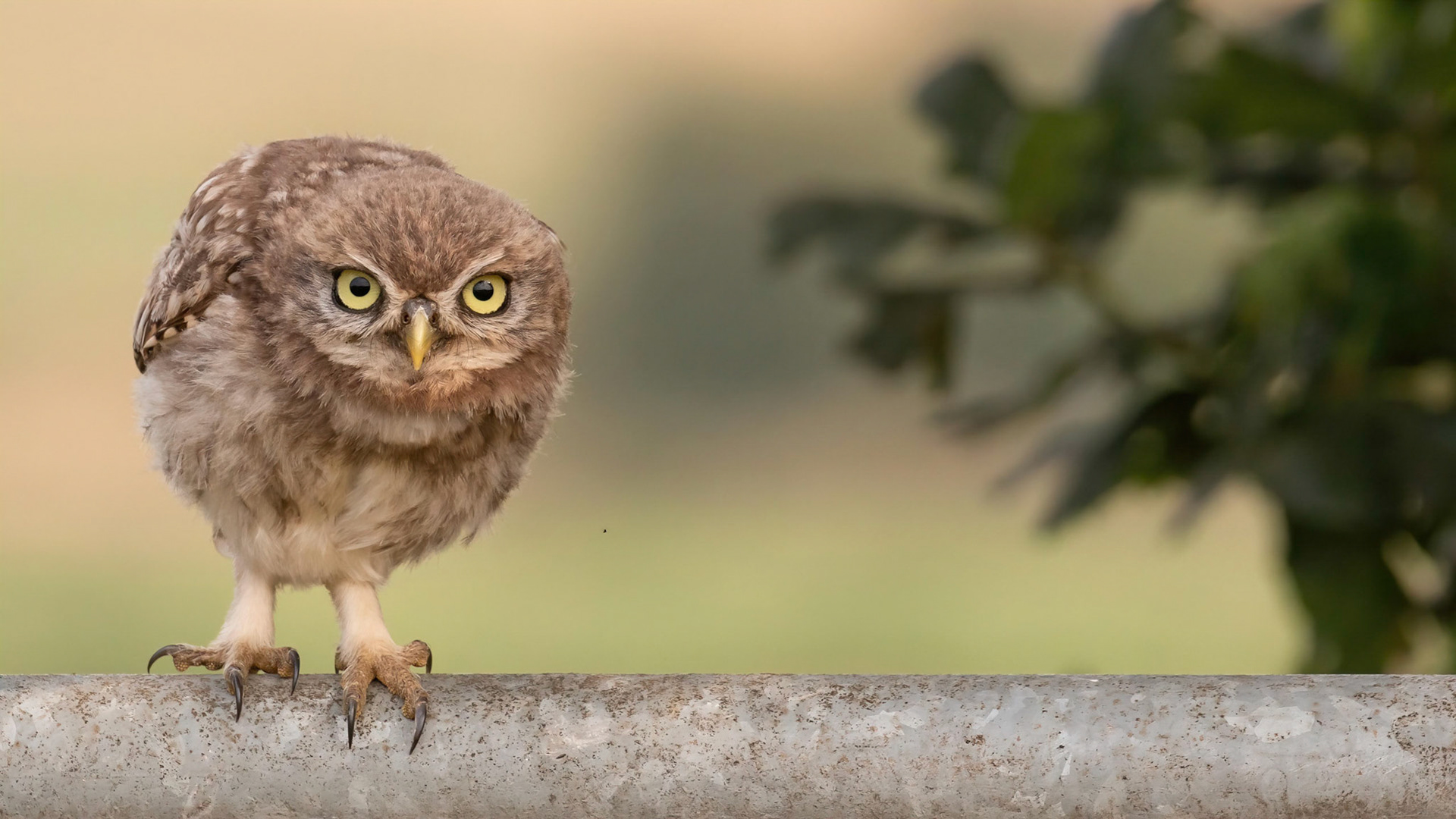Little Owl ⒸArthur Cicada 2022