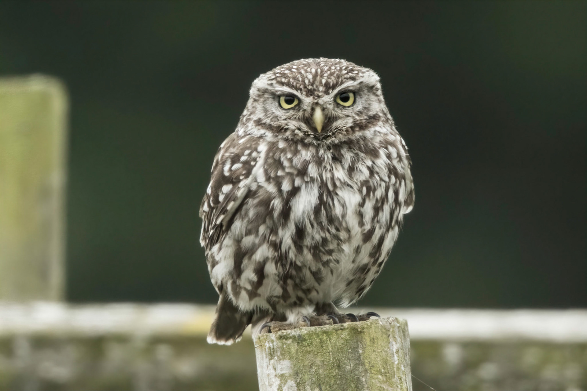 Little Owl ⒸArthur Cicada 2022