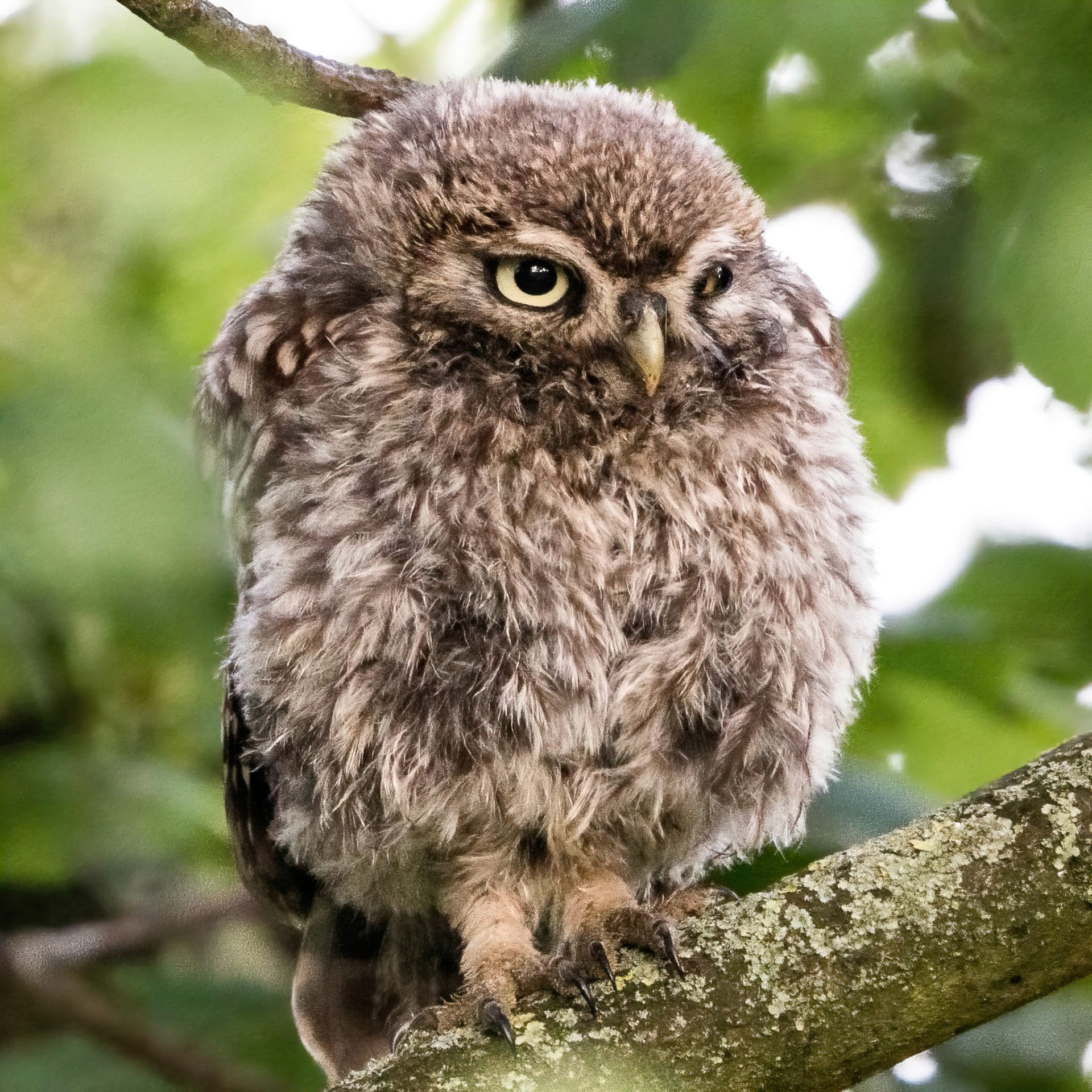 Little Owl ⒸArthur Cicada 2022