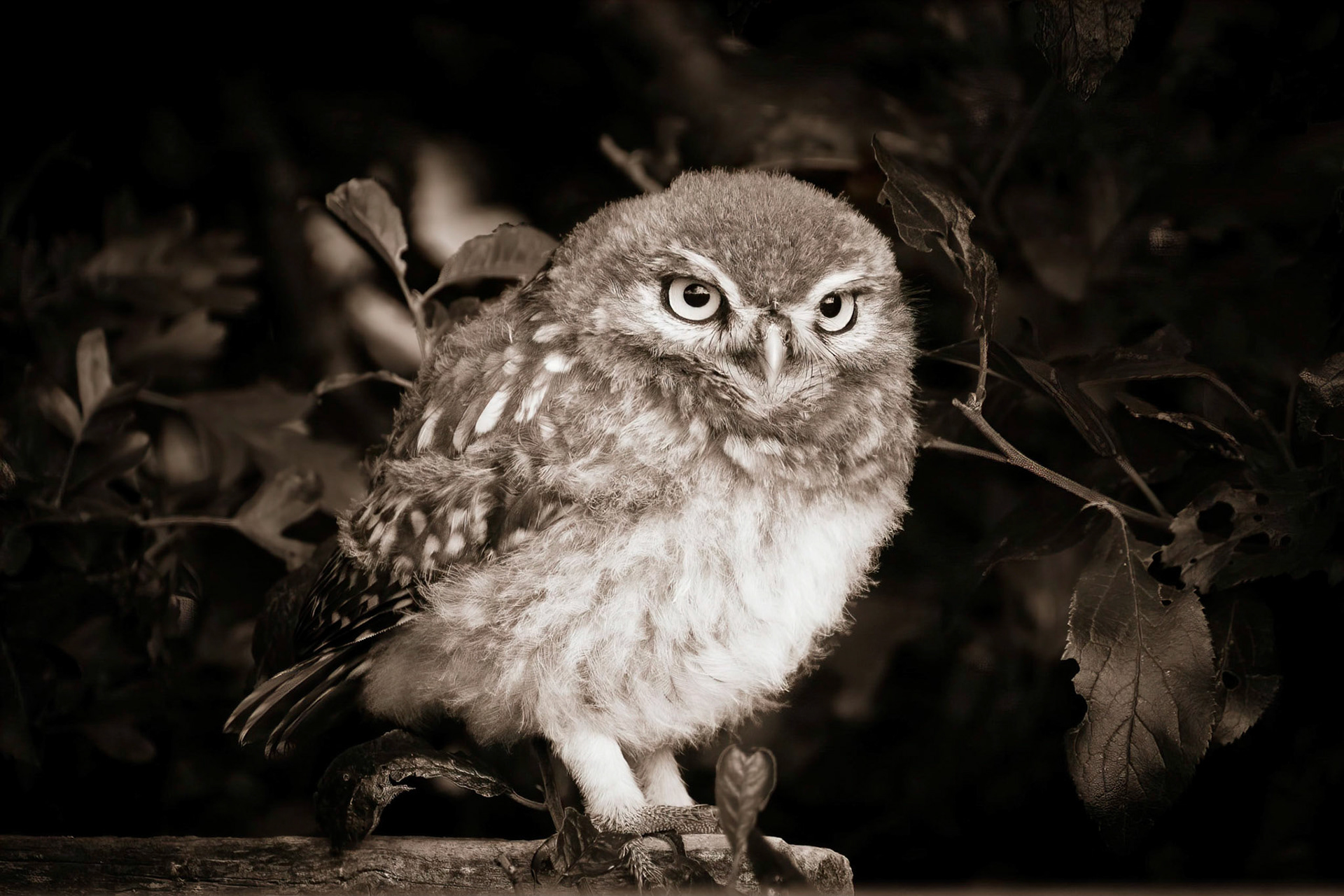 Little Owl ⒸArthur Cicada 2022