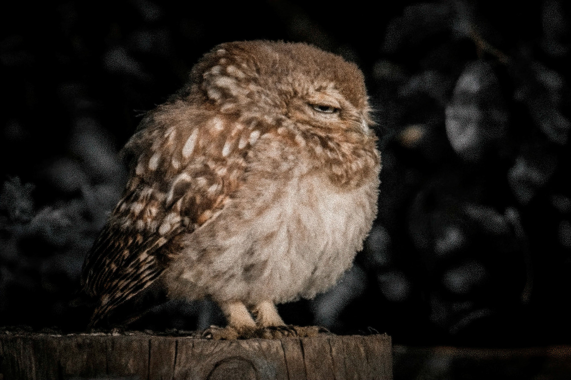 Little Owl ⒸArthur Cicada 2022