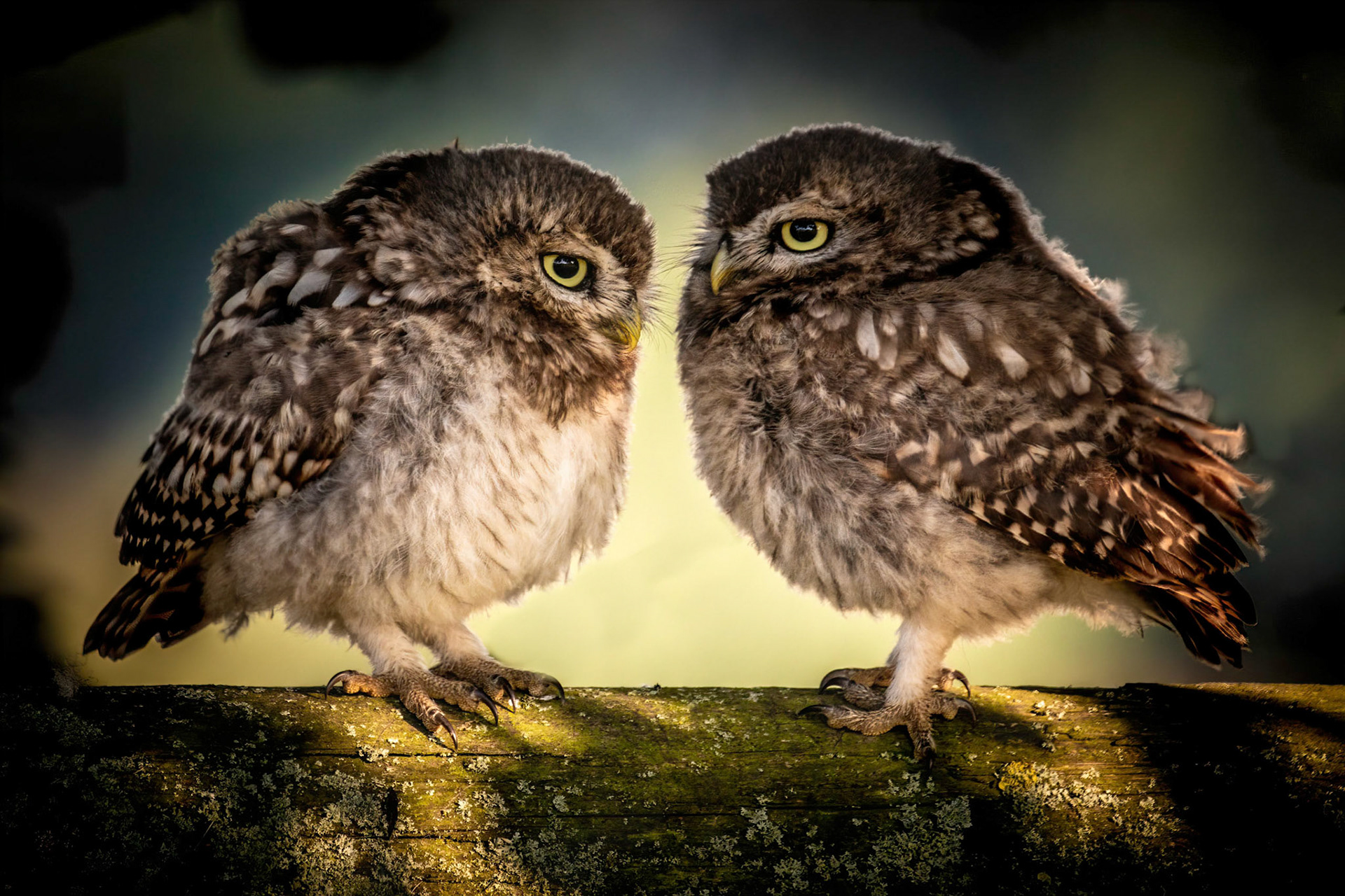 Little Owl ⒸArthur Cicada 2022