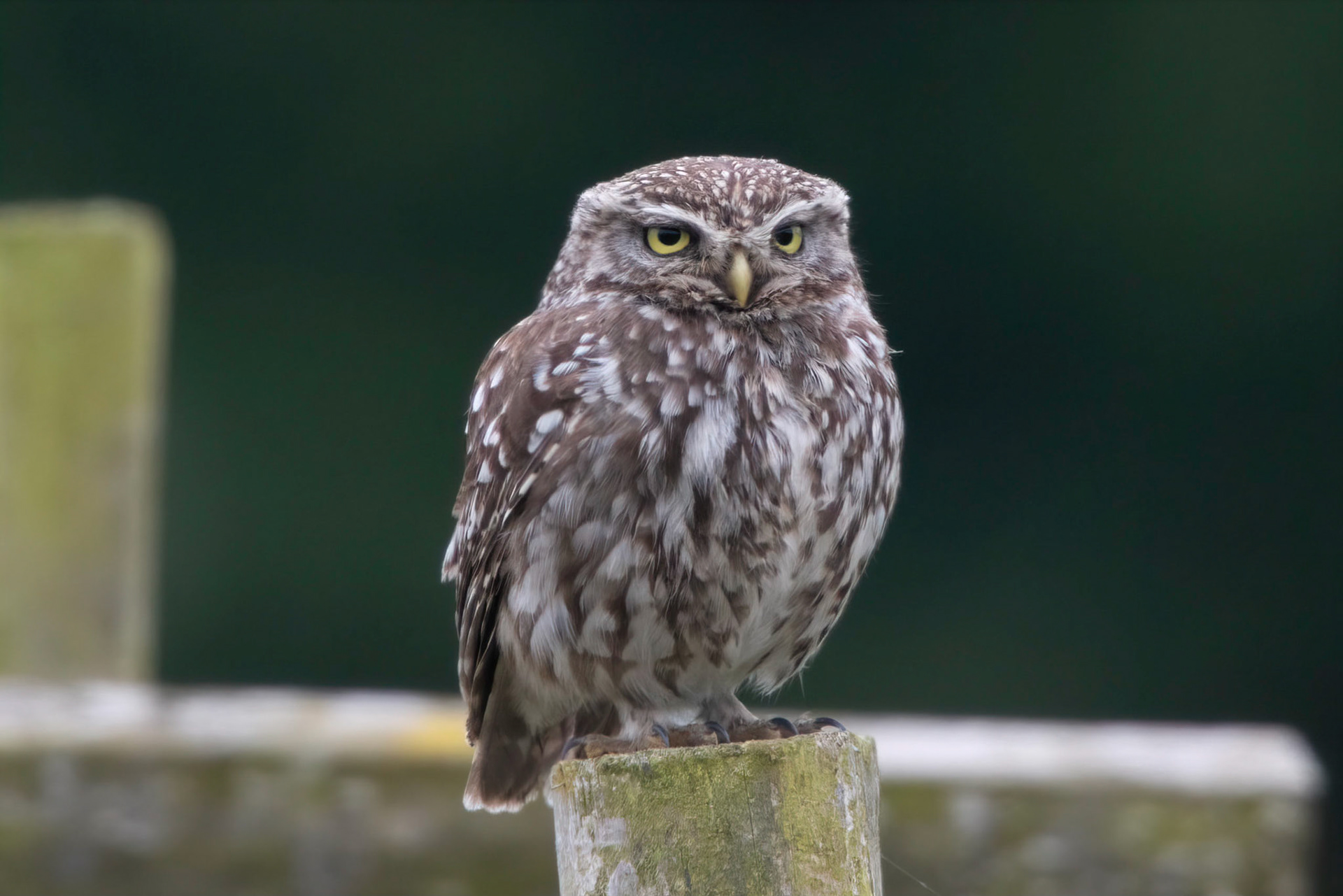 Little Owl ⒸArthur Cicada 2022
