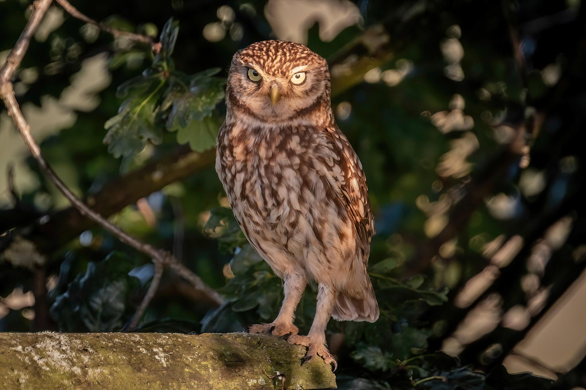 Little Owl ⒸArthur Cicada 2022